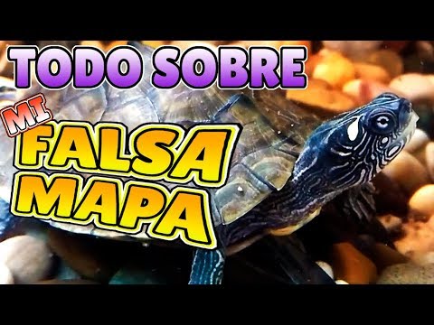 download lagu mp3 mp4 La Tortuga Ms Grande Del Mundo, download lagu La Tortuga Ms Grande Del Mundo gratis, unduh video klip La Tortuga Ms Grande Del Mundo