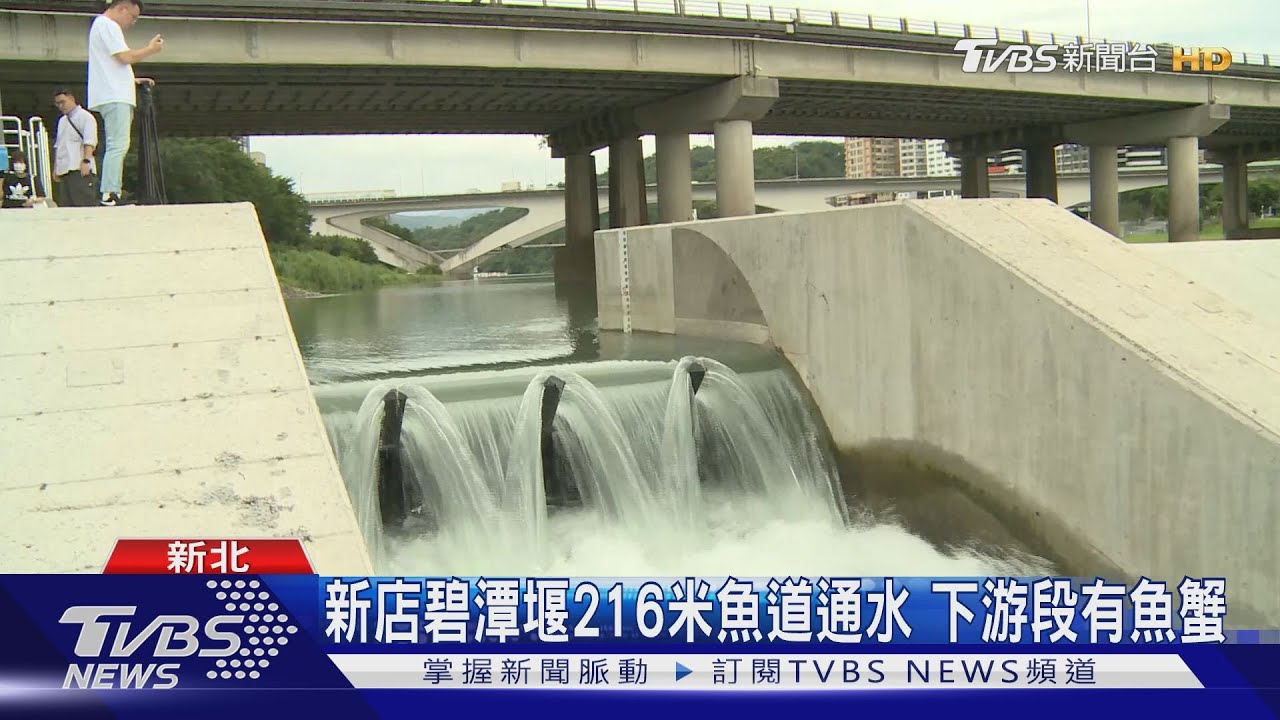 新北河川蛻變 新店溪「魚道」魚洄游碧潭堰