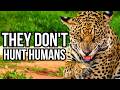 Ranking 7 Big Cats Based On How How Unlikely They Are To Attack Humans
