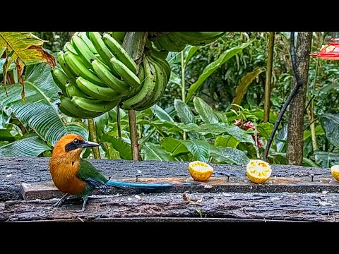 Interesting Rufous Motmot Interaction On The Panama Fruit Feeder – Jan. 12, 2021