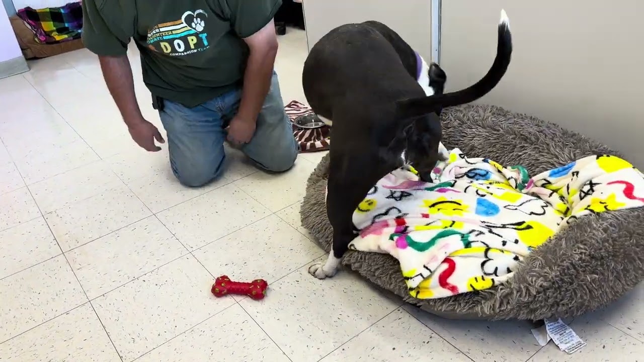 Sophia, a Adoptable Pit Bull Terrier in Fresno, CA video 2/6