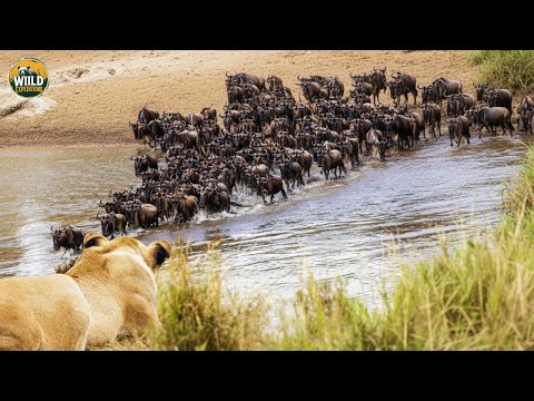Wild Africa: When Water Turns Life Into a Battle for Survival