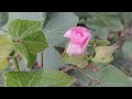 Paruthi Plants ️ Cotton Plants Agriculture Vivasayam Farming Paruthi Farming Paruthipaal