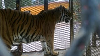 preview picture of video 'Tigres de Bengala Pueblo Yaqui'