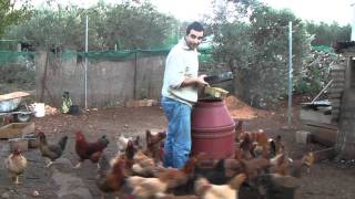 preview picture of video 'funny chickens'