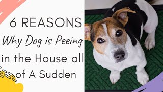 Why is my dog peeing in the house all of a sudden: (6 reason Explained and Answered)