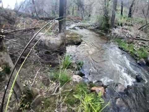 Estero la Sirena 🧜‍♀️, Región del Bio Bio, Nacimiento....
