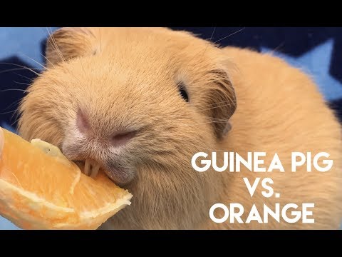 download lagu mp3 mp4 Do Guinea Pigs Eat Oranges, download lagu Do Guinea Pigs Eat Oranges gratis, unduh video klip Do Guinea Pigs Eat Oranges