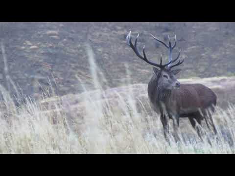 🔥 Roaring Red Stags of Otago | Up Close with Free Range Giants 🔥