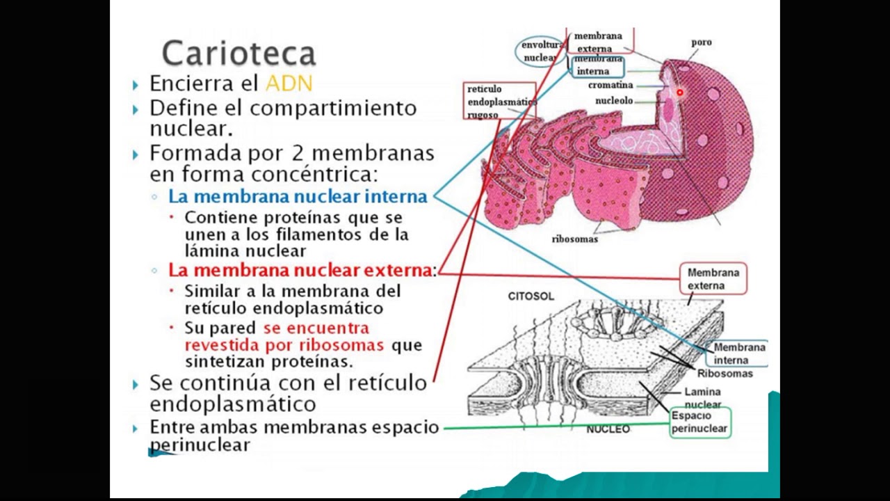 08 Sistema de Endomembranas