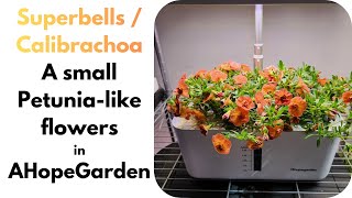 Grow Superbells Petunias in AHopeGarden Hydroponics System, Calibrachoa