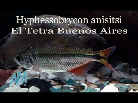 Tetra Buenos Aires (Hyphessobrycon anisitsi) — species profil, akvárium a starostlivosť