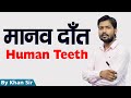 मानव दांत Human Teeth Biology By Khan GS