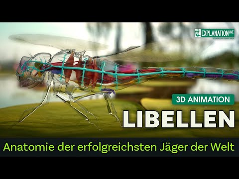 Dragonflies - Anatomy of the world's most successful hunters - 3D animation