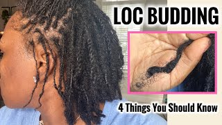 Things You Need To Know About Loc Budding. What is Loc Budding How to Fix It How To Stretch Them