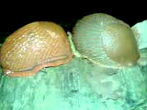 slug: arion vulgaris (3).flv