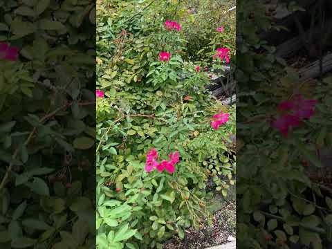 冬に咲く椿の低木