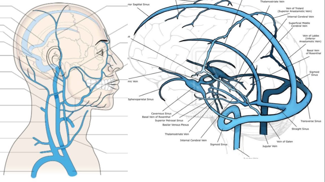 Veias da cabeça e pescoço : Drenagem venosa da cabeça.