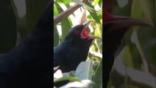 Download lagu Suara Burung Koel Asia #shorts mp3