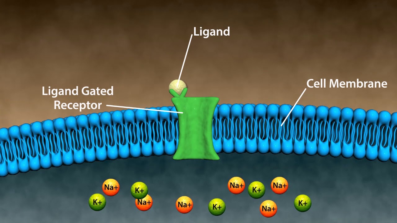 Types of Drug Receptors