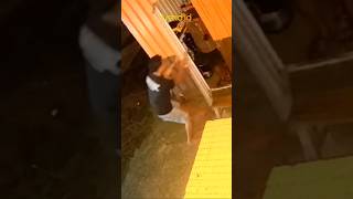 Download lagu MALING DIJEBAK PEMILIK WARUNG mp3