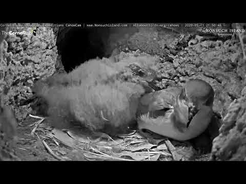 Parent Visits Adult-Sized Chick In Bermuda Petrel Burrow – May 11, 2020