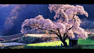 Ep 1   SEX WORK, ORGAN SALES, AND INTUITION  A conversation with Professor Cecile Fabre