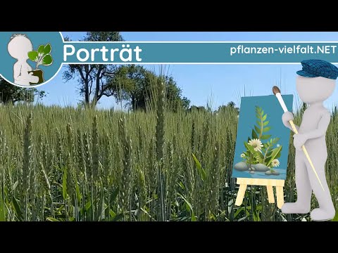 🖼️ Porträt Spezial "Getreide" - Infos über Weizen, Roggen, Hafer & Co - Ackerpflanzen-Steckbrief