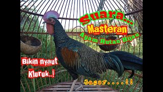 Download lagu SUARA MASTERAN AYAM HUTAN JANTAN BERKOKOK GACOR || Ayam Hutan Hijau Gacor..‼️ mp3