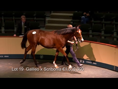 GOFFS ORBY SALE 2014 Highlights