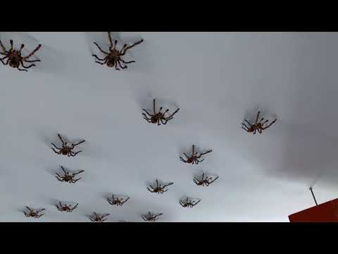Maison envahie par de grosses araignées