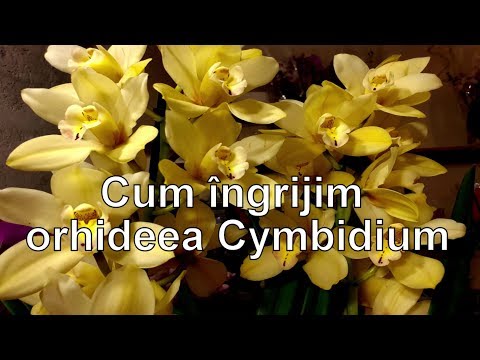 , title : 'Cum ingrijim orhideea Cymbidium'