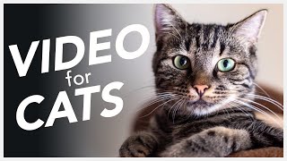 Cat TV: 10 Hours of Bird Watching, Small Animals & Music for Cats | Relaxing Entertainment for Cats