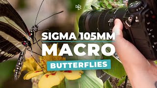 Video thumbnail for Sigma 105mm Macro Lens Review by Robert Bishop