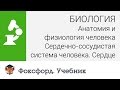 Биология. Сердечно-сосудистая система человека. Сердце. Центр онлайн-обучения ...