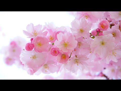 3 HOURS Best Romantic Relaxing music /wonderful #piano