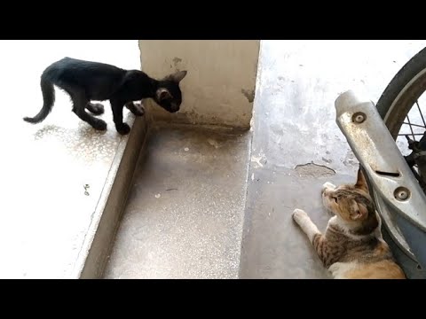 Mom Cat Hope Has Adopted Abandoned Kitten And He's Following Her Everywhere