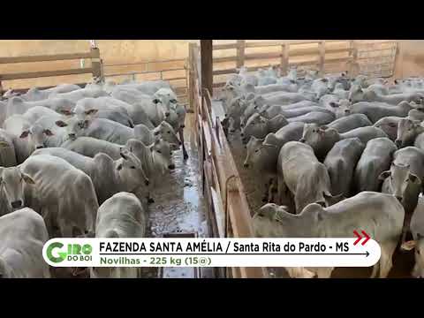 SANTA RITA DO PARDO (MS): NOVILHAS JOVENS DE 15@ SURPREENDEM NO ABATE