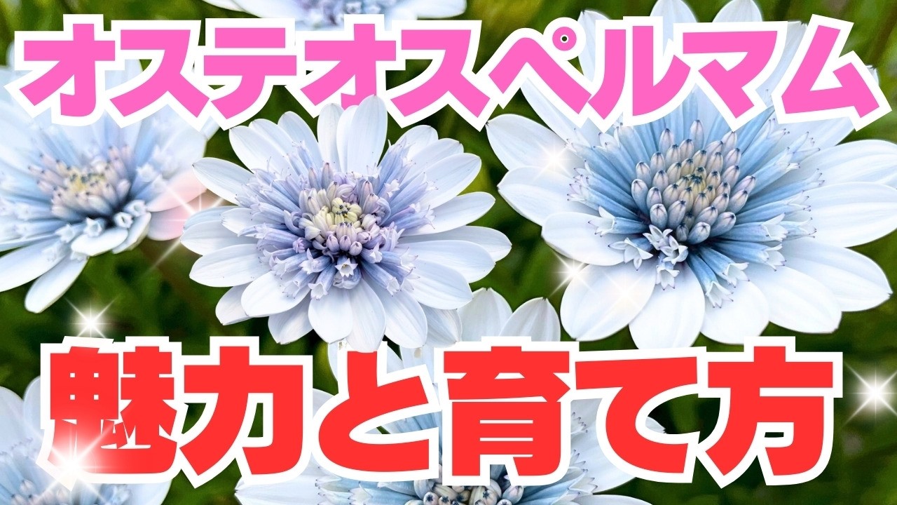 オステオスペルマムの育て方　東北でも越冬！初心者さんは絶対育てて！