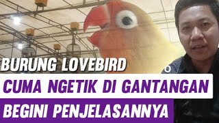Download lagu LOVEBIRD Cuma NGETIK  DI GANTANGAN Begini Penjelasannya !! mp3