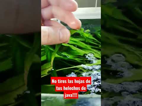 , title : 'No tires las hojas de tus helechos!! #microsorum #helechos #aquariumhobby #plantedtank'