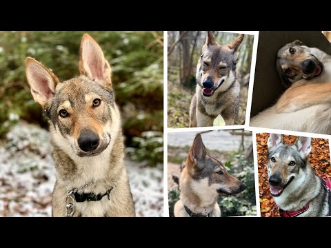 Wolfdog Anxiety - Body Language Signals & Stress Signs