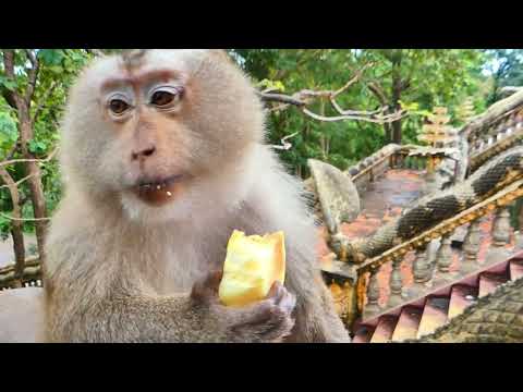 Quiet Monkey Eating Session – Pure ASMR for Deep Relaxation