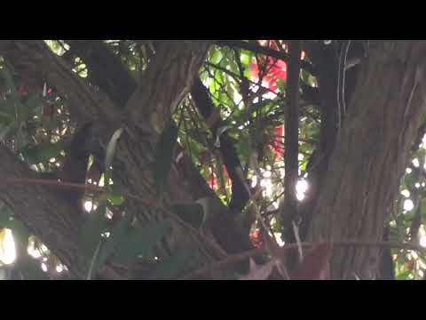 Hummingbirds in bottlebrush tree 06.10.2021
