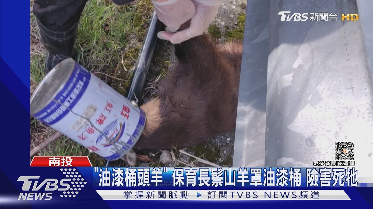 「油漆桶頭羊」保育長鬃山羊罩油漆桶 險害死牠