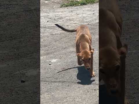 #innocent #street  #dog  🥹🥹 #viralshort #doglovers #homeless #alone #cute #cutedog