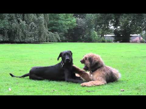 Briard Welpe Bones mit Rhodesian/Labrador Rocky und ein bischen Terrier Emma