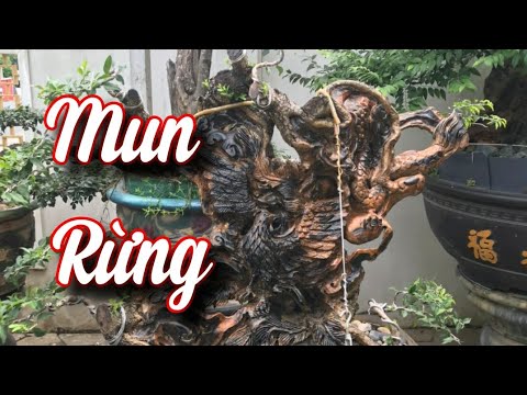 SH.6337. Chơi cây Mun rừng bonsai đẹp không các bác. Đth liên hệ 0913.970.855.