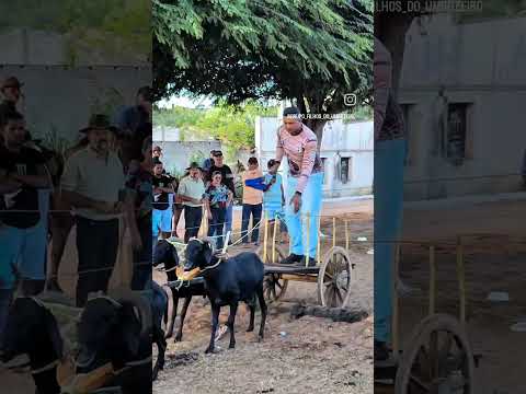 Primeiro encontro de carro de boi no distrito umbuzeiro Olindina Bahia 