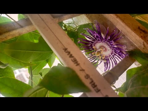 From Sri's Garden - First Bloom of Beautiful Krishna Kamal Flower